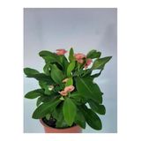 Efhorbia Dikenler Tacı Fidanı Pembe 10-20 Cm