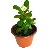 Efhorbia Küçük Boy Dikenler Tacı Beyaz 10-20 Cm