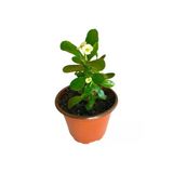 Efhorbia Küçük Boy Dikenler Tacı Beyaz 10-20 Cm