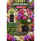 EGE GARDEN 1 adet Oya Ağacı Fidanı (Lagerstroemia) – Karışık/Sürpriz Renk, Saksıda Gönderim