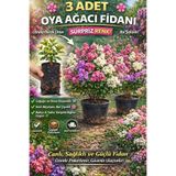 EGE GARDEN 3 Adet Oya Ağacı Fidanı – Sürpriz Renk, Saksılı/Tüplü Gönderim, Soğuğa Dayanıklı