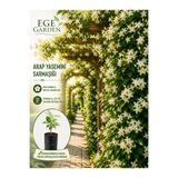 EGE GARDEN Arap yasemini fidanı yoğun kokulu sarmaşık canlı bitki