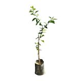 EGE GARDEN Aşılı Lime (Laym) Limon Fidanı – 2 Yaş – Tüplü – Canlı ve Sağlıklı