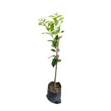 EGE GARDEN Aşılı Yediveren Limon Fidanı – 1 Yaş – 100 cm – Tüplü – Canlı ve Sağlıklı