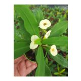 EGE GARDEN Beyaz cicekli ithal euphorbia milii 5.5 cm saksıda dikenler tacı