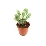 EGE GARDEN Beyaz Tavşan Kulağı Kaktüs Opintia Microdays 5.5 cm Saksıda Canlı Bitki