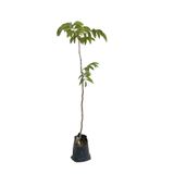 EGE GARDEN Chandler Cinsi 2 Yaş Aşılı Ceviz Fidanı – Tüplü – Yaklaşık 125 cm – Canlı ve Sağlıklı