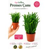EGE GARDEN Dekoratif Prenses Çamı Sukulent Canlı Bitki