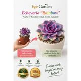 EGE GARDEN Echeveria Rainbow Canlı Sukulent Nadir Koleksiyon Bitkisi