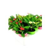 EGE GARDEN Euphorbia milii dikenler tacı 3 adet farklı renk mini saksılarda