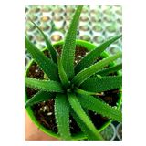 EGE GARDEN Haworthia yılan derisi 8.5 cm saksıda canlı bitki