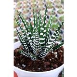 EGE GARDEN Haworthia Zebrina Big Band 8.5 cm Saksıda Kaktüs Sukulent Ev Ofis Bitkisi