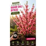 EGE GARDEN Japon Ayvası Bahar Dalı Fidanı – Bol Çiçekli Peyzaj Bitkisi – Tüplü Köklü Mini Fidan