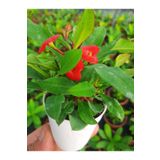EGE GARDEN Kırmızı renk dikenler tacı euphorbia milii 5.5 cm mini saksıda canlı bitki