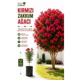 EGE GARDEN Kırmızı Zakkum Ağacı fidanı Gösterişli Çiçek Açan dayanıklı