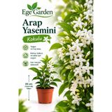 EGE GARDEN Kokulu Arap Yasemini Fidanı – Beyaz Çiçekli, Saksılı Canlı Bitki 20 cm Civarı