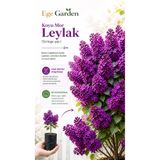 EGE GARDEN Kokulu Leylak Fidanı – Mor Çiçekli Bahçe Çalısı – Dayanıklı Canlı Bitki