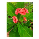EGE GARDEN Kucuk pembe somon renk dikenler tacı euphorbia 5.5 cm saksıda