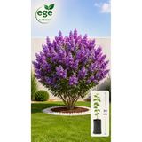 EGE GARDEN Leylak Çalı Fidanı Mor Çiçekli Tüplü Köklü 30 CM Bahçe Peyzaj Bitkisi