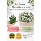 EGE GARDEN Mammillaria Gracilis Kaktüs Yavru Tavşan kartopu Kaktüsü | Mini Saksıda Canlı Bitki