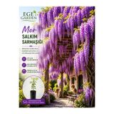EGE GARDEN Mor Salkım Sarmaşığı (Wisteria) Tüplü Köklü Fidan | Hızlı Büyüyen Bahçe Sarmaşığı