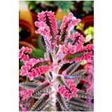 EGE GARDEN Pembe Aşkın Gözyaşı Çıcegi 5.5 Cm Saksıda 5-15cm Degişen Boyutta