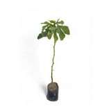 EGE GARDEN Sarılop 2 Yaş İncir Fidanı – Tüplü, Canlı, Sağlıklı – 115 cm