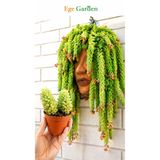 EGE GARDEN Sarkıcı Sedum (Burro’s Tail) Canlı Sukulent – 2 Dallı Mini Üretim Saksısında