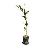 EGE GARDEN Satsuma Aşılı Mandalina Fidanı – 2 Yaş – 110 cm – Tüplü – Canlı ve Sağlıklı