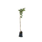 EGE GARDEN Şekerpare Kayısı Fidanı - 2 Yaş – Aşılı, Tüplü, Canlı, Sağlıklı – 140 cm