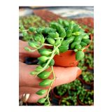 EGE GARDEN Tesbih Cicegi Beyaz Cicek Acar Kokulu 5,5 Cm Saksıda Saksılı