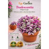 EGE GARDEN Tradescantia Nanouk telgraf çiçeği Canlı Bitki – Renkli Yapraklı Salon Çiçeği