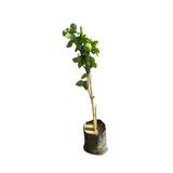EGE GARDEN Yediveren Limon Fidanı – 2 Yaş – Tüplü – Bol Meyveli – Canlı ve Sağlıklı