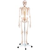 Egeanatomi Maketleri 180 cm İnsan İskeleti Plastik Malzemeden Üretilmiş Dayanıklı Iskelet Maketi
