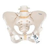 EgeAnatomi Maketleri 3b Scientific Kadın Pelvis Modeli - Kadın Pelvis Maketi (Hareketli)