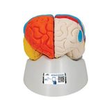 EgeAnatomi Maketleri 3b Scientific Nöro-Anatomik Beyin Modeli