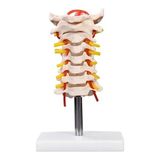 EgeAnatomi Maketleri Boyun Arter ile Servikal Vertebral Kolon Modeli