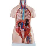 EgeAnatomi Maketleri Çift Cinsiyetli Insan Anatomi Maketi - Torso Modeli - 85CM, 40 Parçalı