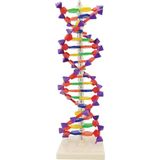 EgeAnatomi Maketleri Çift Sarmal Dna Modeli (24 Baz Çifti, 2 Dönüş) - Dna Modeli - Dna Maketi