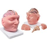 EgeAnatomi Maketleri Dura Mater ve Beyin Içeren Bölgesel Anatomik Baş Modeli - Baş Maketi