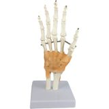 EgeAnatomi Maketleri El Eklemi Modeli, Ligament ile Ulna ve Radius Kısımlarını Içeren, Gerçek Boyutlu - El Eklemi Maketi