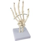 EgeAnatomi Maketleri El Eklemi Modeli, Ulna ve Radius Parçalarıyla Birlikte, Gerçek Boyutlu - El Eklemi Maket