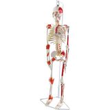 EgeAnatomi Maketleri Esnek Insan Iskeleti Modeli, Kasları ve Ligamentleri Gösteren, Askılı Stand - 85 cm - Iskelet Maketi