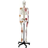 EgeAnatomi Maketleri Esnek Insan Iskeleti Modeli, Kasları ve Ligamentleri Gösteren, Numaralandırılmış, 180 cm - Iskelet Maketi