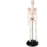 Egeanatomi Maketleri Insan Iskelet Modeli 45 cm