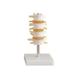 EgeAnatomi Maketleri Lumbar Vertebra Modeli 4 Omurlu