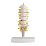 EgeAnatomi Maketleri Lumbar Vertebra Modeli Küçük Boy