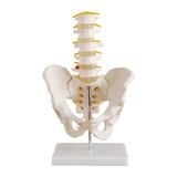 EgeAnatomi Maketleri Omurga ve Kalça Modeli (Pelvisli 5 Li Lumbar Vertebra Modeli)