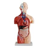 EgeAnatomi Maketleri Sexless (Cinsiyetsiz) Torso Modeli 42 cm 18 Parça