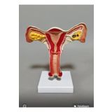 EgeAnatomi Maketleri Uterus Maketi - (Uterus Modeli)